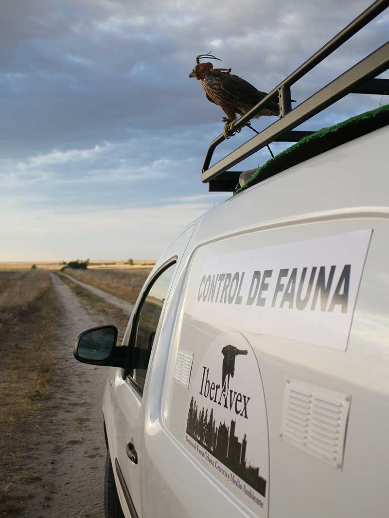 Gestión de Fauna y Cetrería Ávila - Expertos Control de Plagas | IberAvex