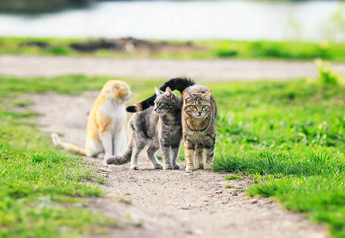 Gestión de Fauna y Cetrería Ávila - Expertos Control de Plagas | IberAvex