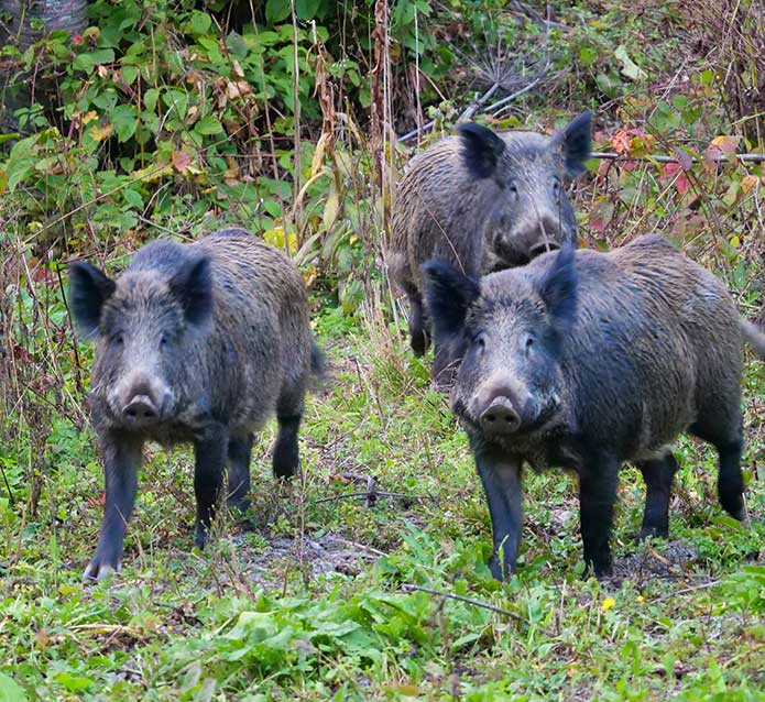 Gestión de Fauna y Cetrería Ávila - Expertos Control de Plagas | IberAvex