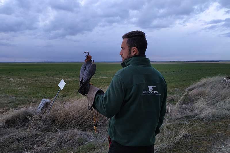 Gestión de Fauna y Cetrería Ávila - Expertos Control de Plagas | IberAvex