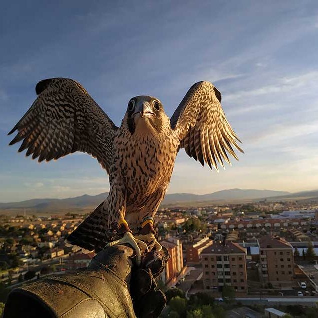 Gestión de Fauna y Cetrería Ávila - Expertos Control de Plagas | IberAvex