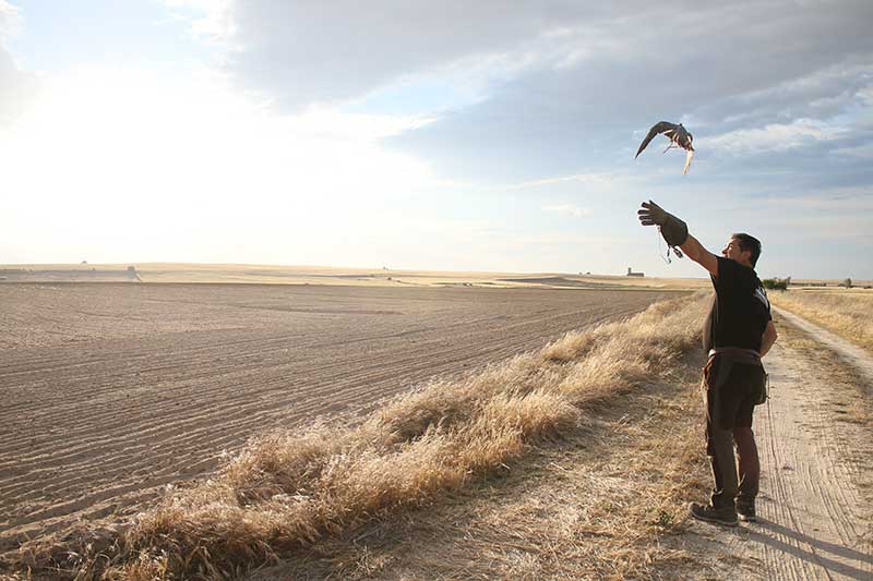 Gestión de Fauna y Cetrería Ávila - Expertos Control de Plagas | IberAvex
