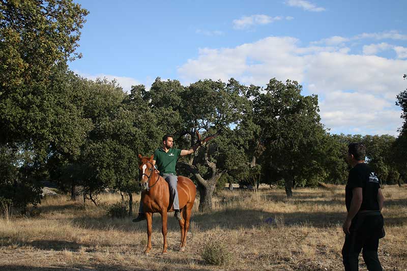 Gestión de Fauna y Cetrería Ávila - Expertos Control de Plagas | IberAvex