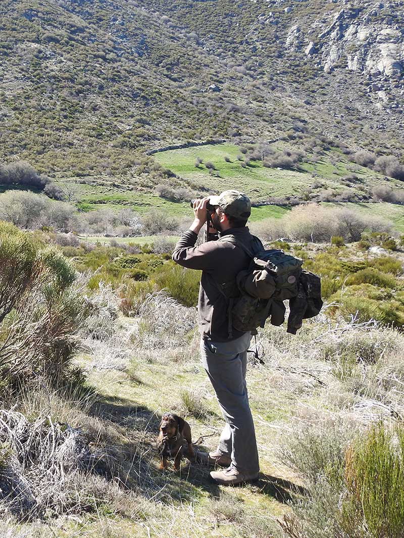 Gestión de Fauna y Cetrería Ávila - Expertos Control de Plagas | IberAvex