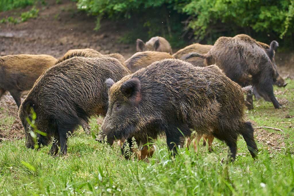 Gestión de Fauna y Cetrería Ávila - Expertos Control de Plagas | IberAvex