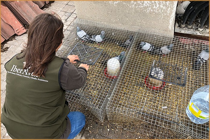 Gestión de Fauna y Cetrería Ávila - Expertos Control de Plagas | IberAvex