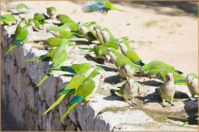 Gestión de Fauna y Cetrería Ávila - Expertos Control de Plagas | IberAvex