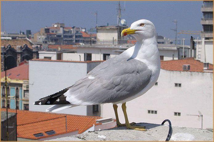 Gestión de Fauna y Cetrería Ávila - Expertos Control de Plagas | IberAvex