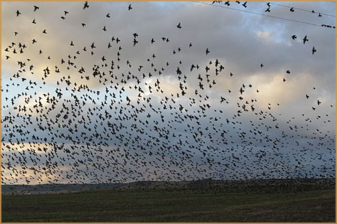 Gestión de Fauna y Cetrería Ávila - Expertos Control de Plagas | IberAvex