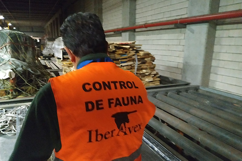 Gestión de Fauna y Cetrería Ávila - Expertos Control de Plagas | IberAvex