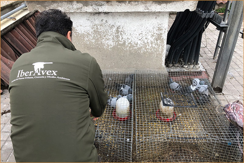 Gestión de Fauna y Cetrería Ávila - Expertos Control de Plagas | IberAvex