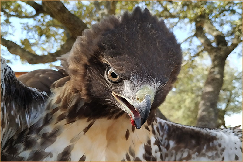Gestión de Fauna y Cetrería Ávila - Expertos Control de Plagas | IberAvex
