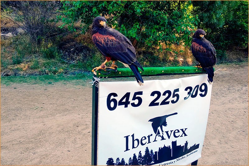 Gestión de Fauna y Cetrería Ávila - Expertos Control de Plagas | IberAvex