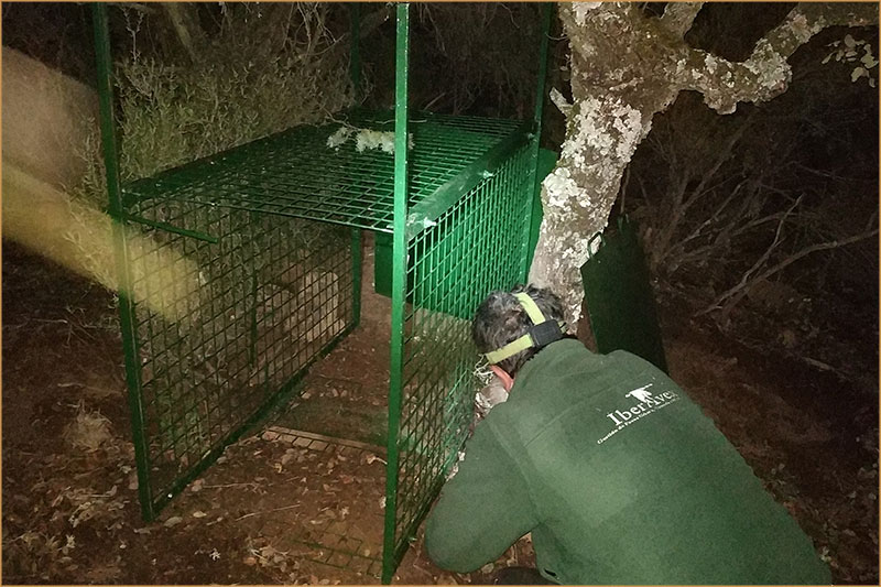 Gestión de Fauna y Cetrería Ávila - Expertos Control de Plagas | IberAvex