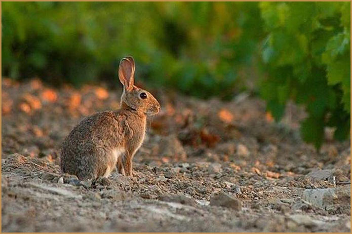 Gestión de Fauna y Cetrería Ávila - Expertos Control de Plagas | IberAvex