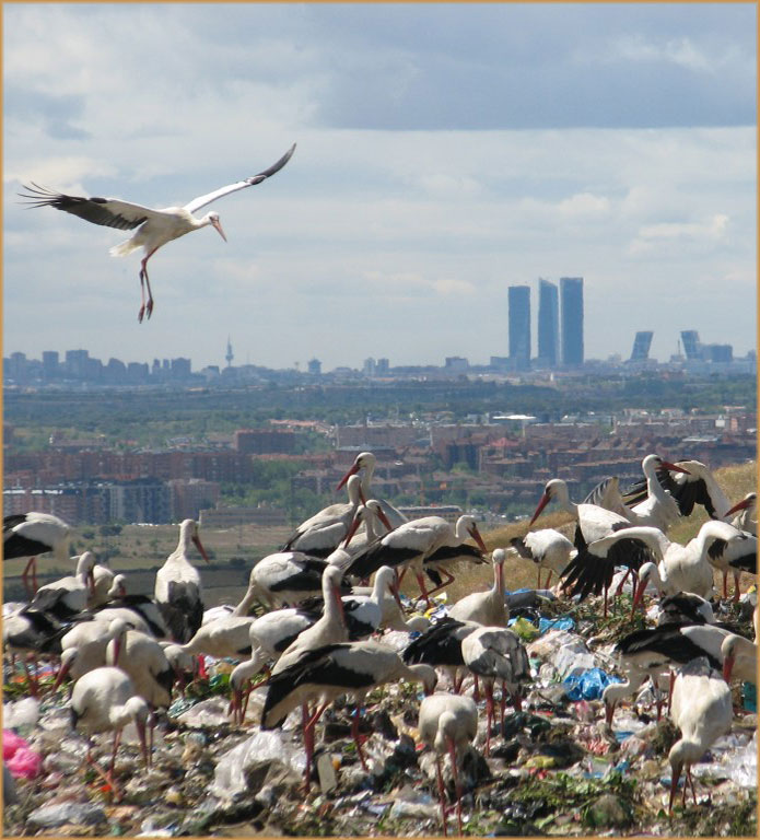 Gestión de Fauna y Cetrería Ávila - Expertos Control de Plagas | IberAvex