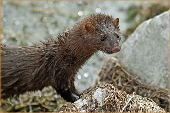 Gestión de Fauna y Cetrería Ávila - Expertos Control de Plagas | IberAvex