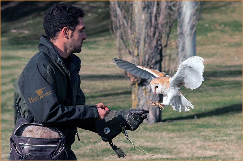 Gestión de Fauna y Cetrería Ávila - Expertos Control de Plagas | IberAvex